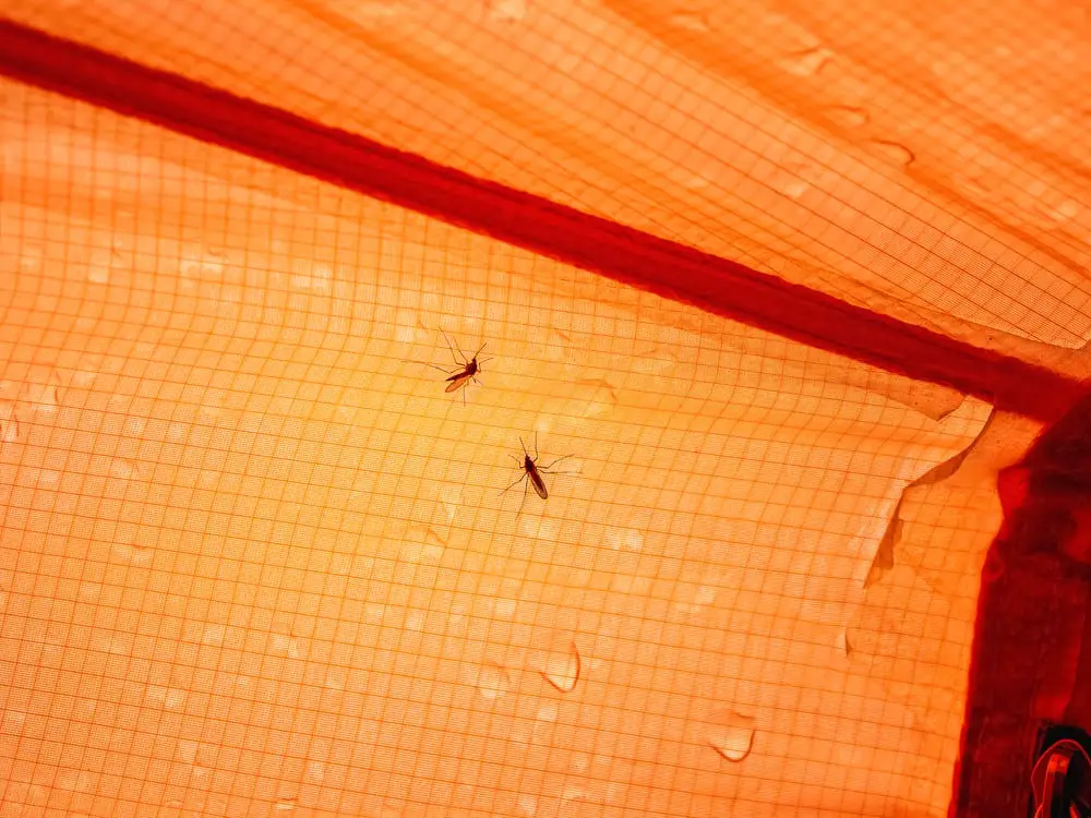 2 mosquitoes against an orange tent ready to bite.