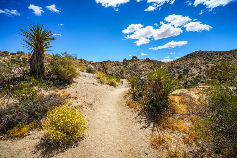 View looking down sandy trail through the palm trees on the lost palms oasis trail