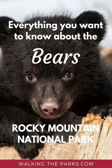 Black Bear in Rocky Mountain National Park