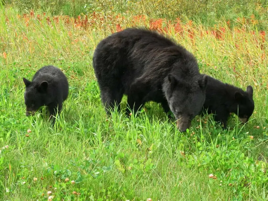 Bears in Rocky Mountain National Park: Where to See and Things to Know!