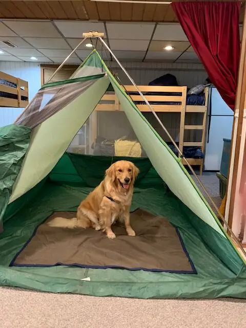 golden retriever practicing tent camping before first trip