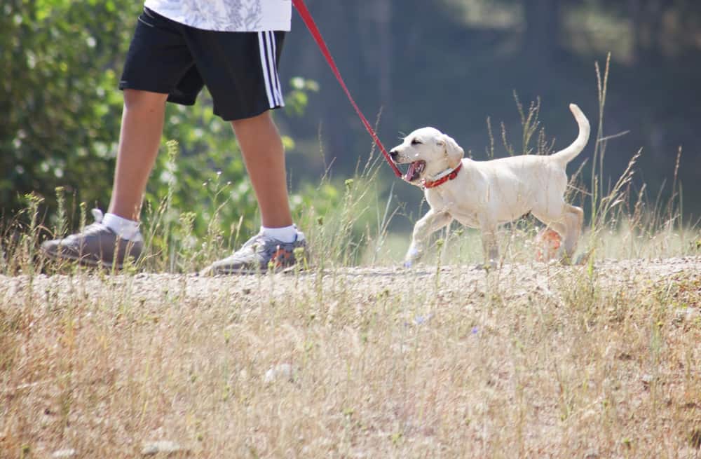 man hiking with a puppy