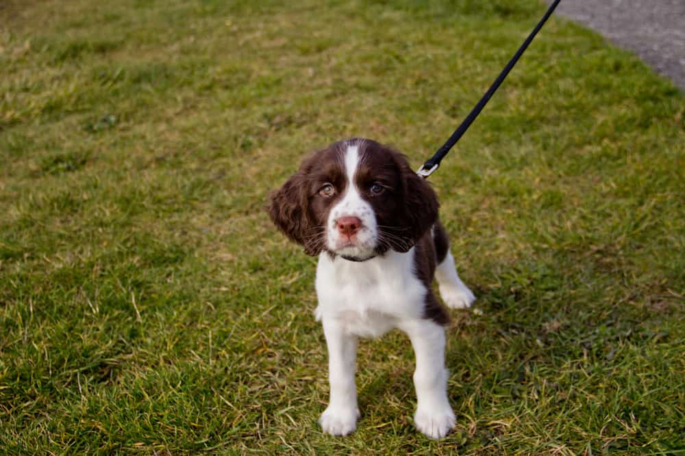 leash walking puppy when hiking