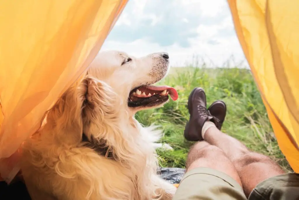 Our Best Tips for Taking Your Dog Camping for the First Time
