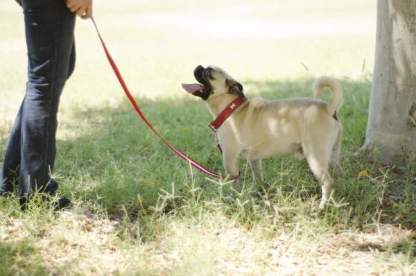 person walking dog on a leash when camping