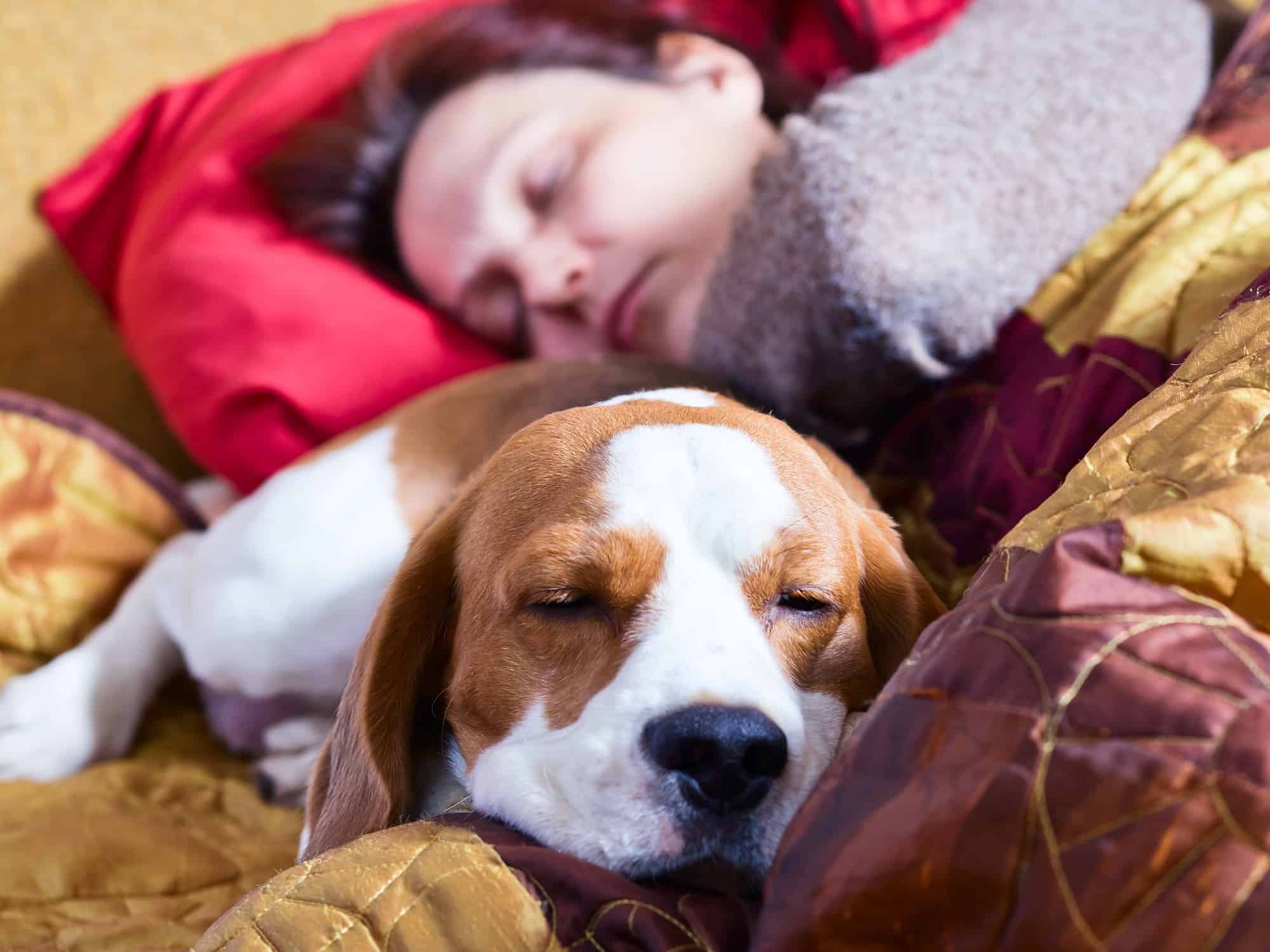 Beagle asleep on sleeping bag with woman on their first camping trip