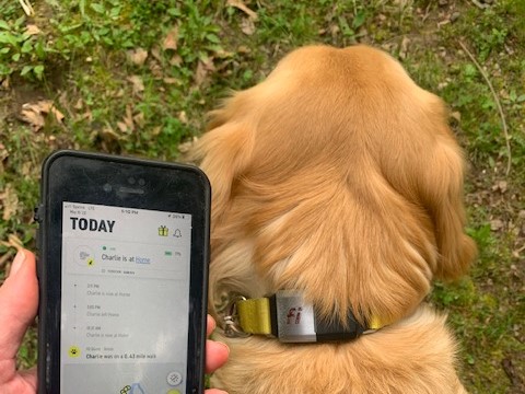 golden retriever with tracking collar in campground