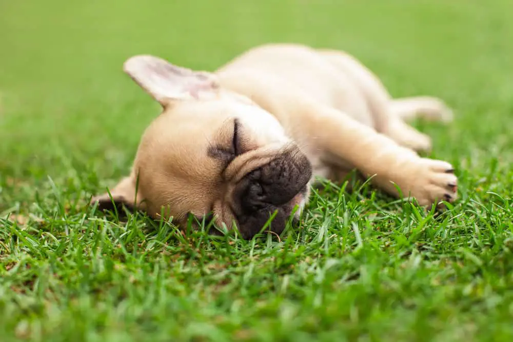 puppy sleeping on green grass after hiking