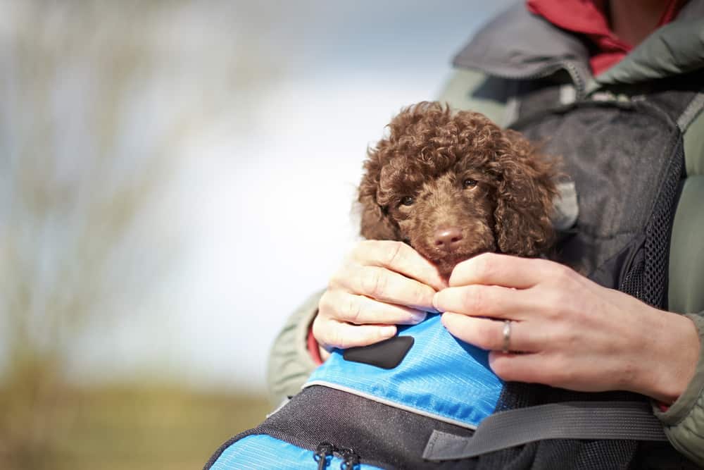 puppy on hike in a backpack