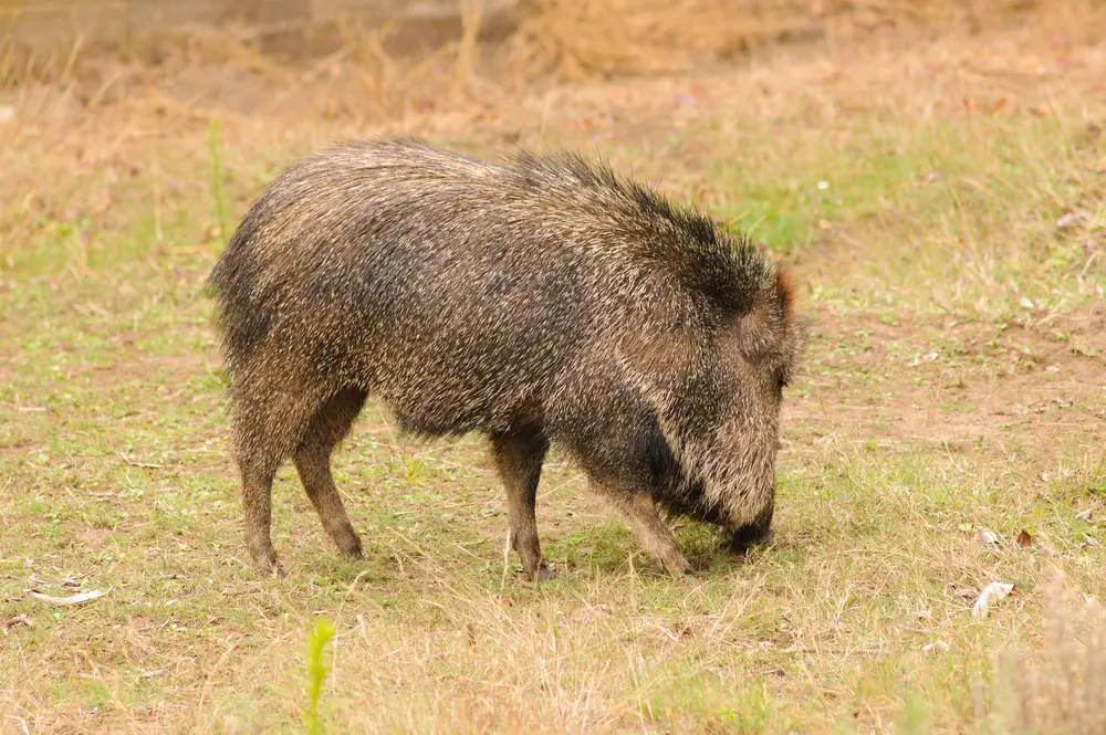 close up of javalina, a hairy pig like animal. He is rooting for food in desert campground