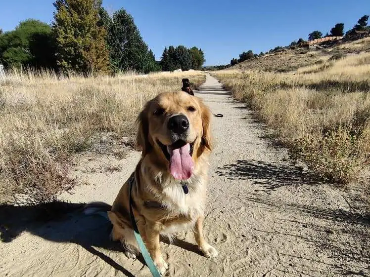 golden retriever on sandy hiking trail