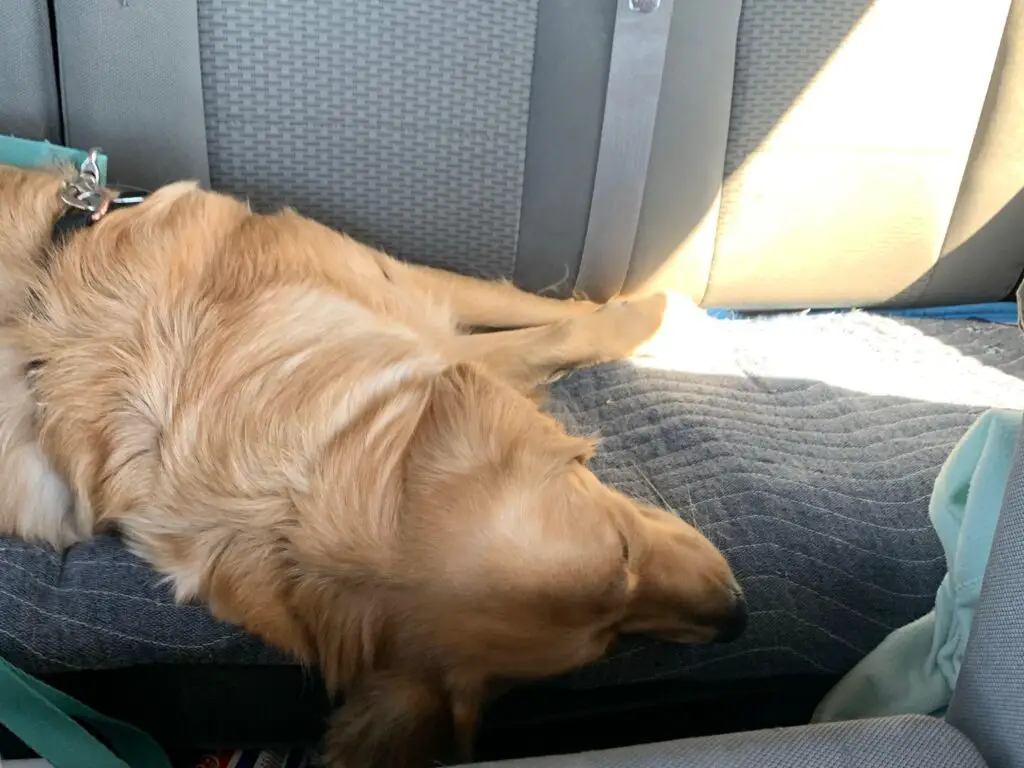 Golden Retriever sleeping on back seat of truck