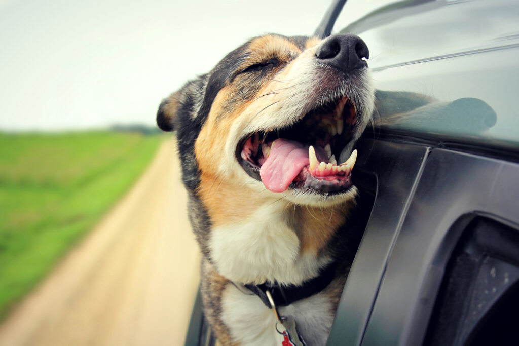 Dog hanging head out window of gray car while on a road trip.