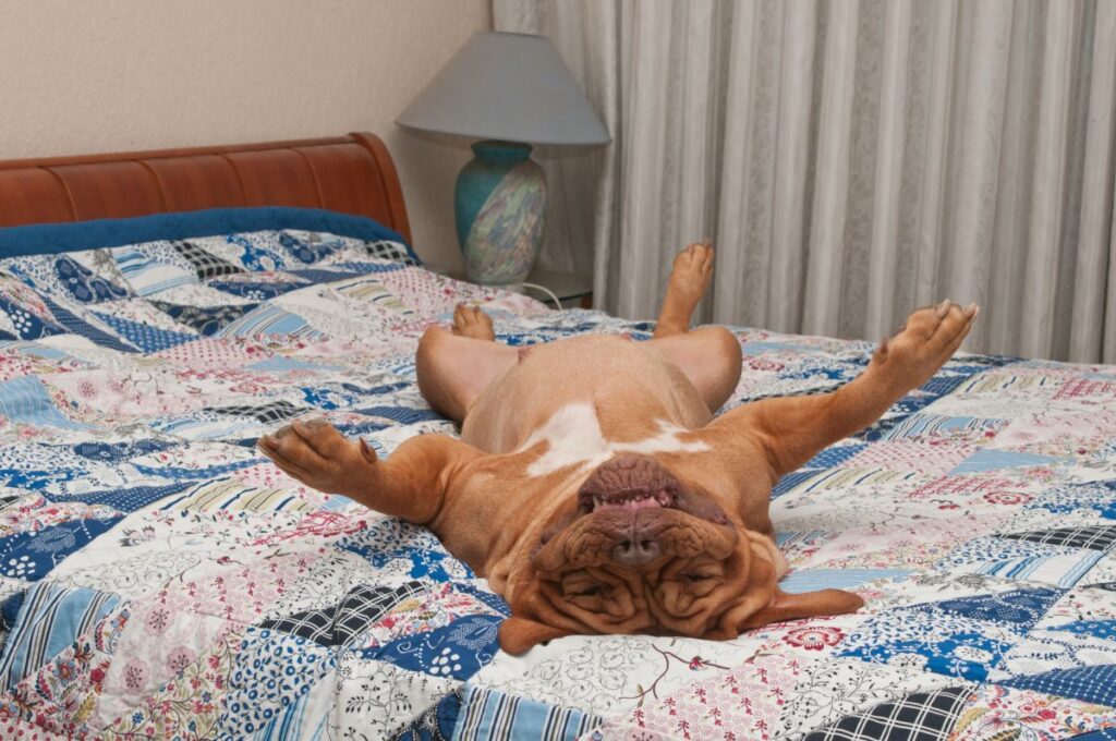 dog laying on it's back on bed