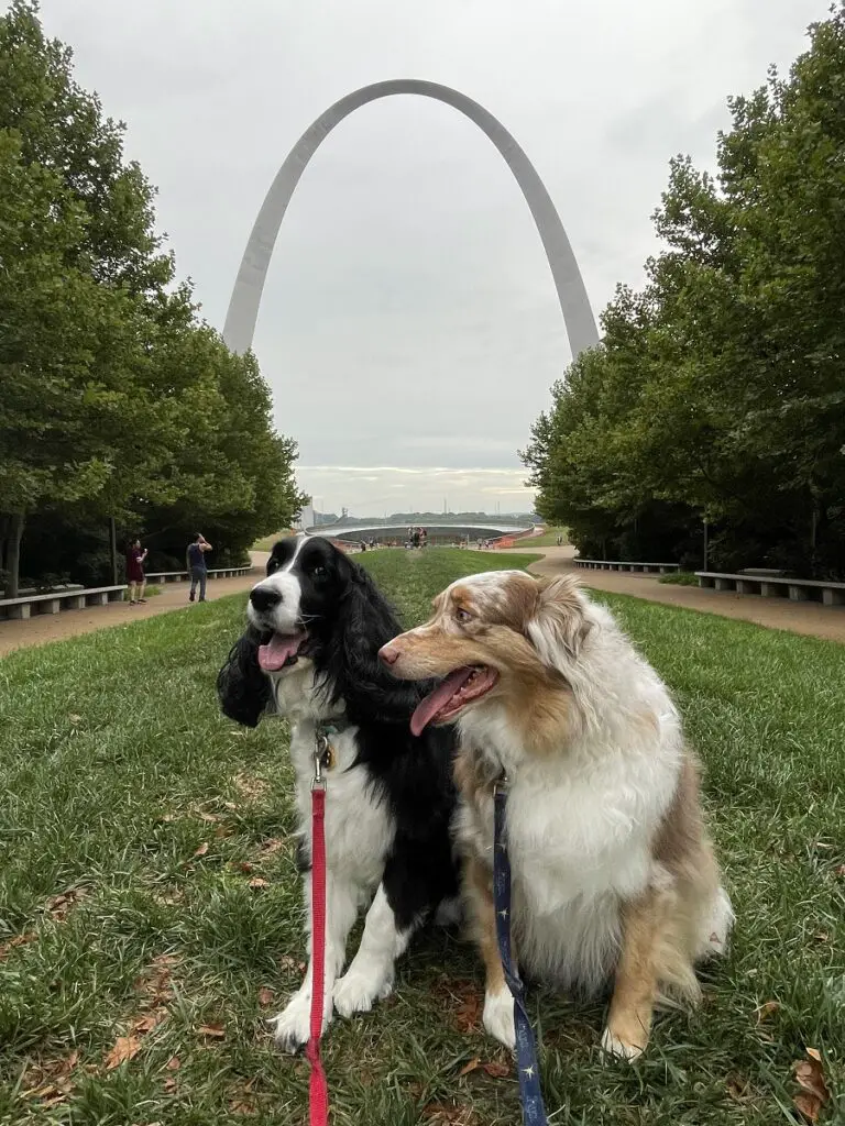 English Springer Spaniel and Australian Shepherd standing in grass with the St Louis Arch in background