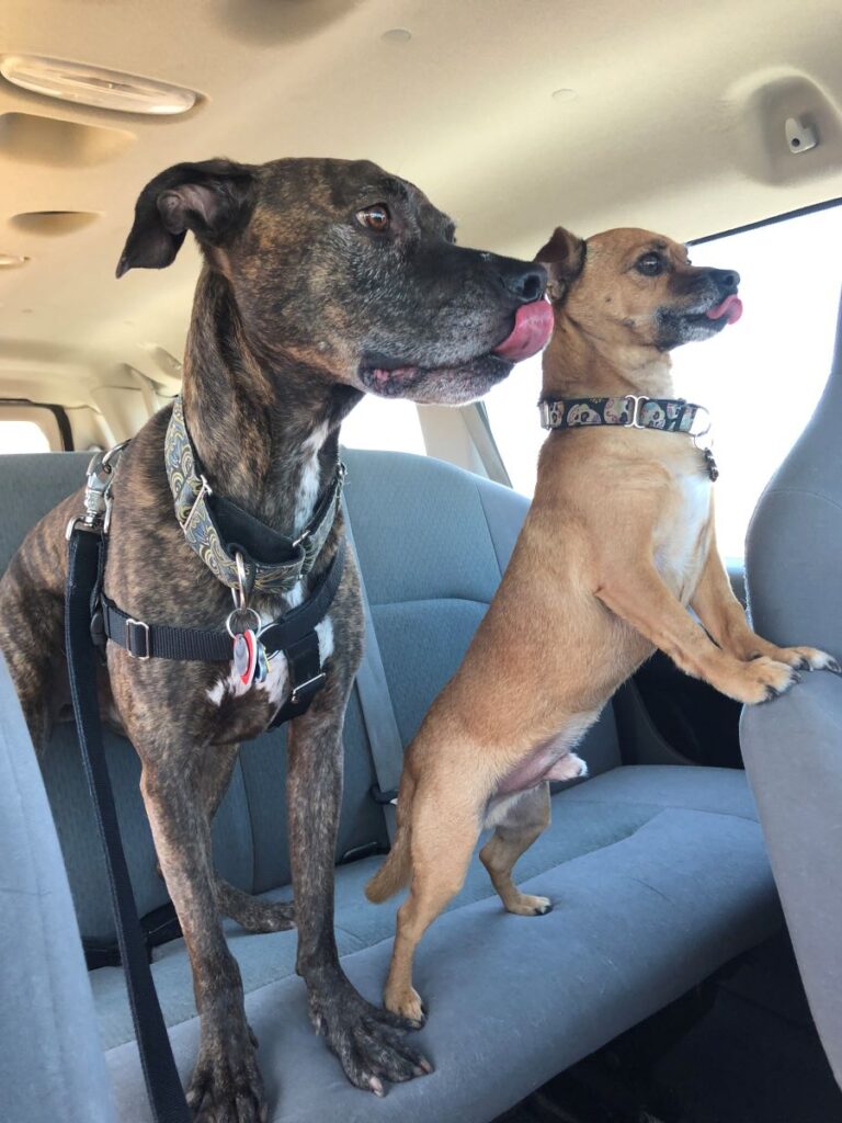 Two dogs standing on backseat of car looking forward