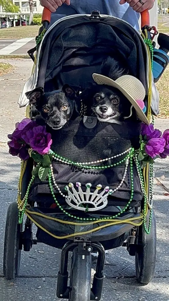 Two small black dogs dressed for mardi gras in decorated dog stroller