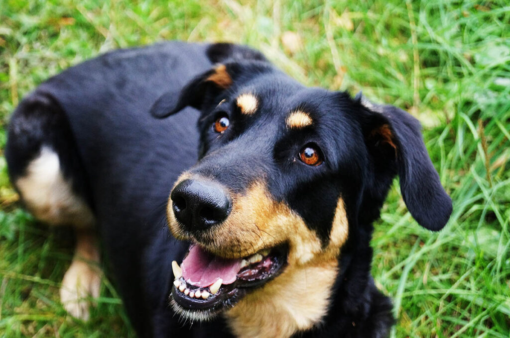 Black German Shepard laying in green grass