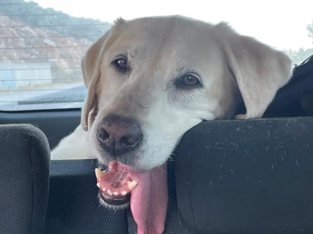 Yellow Lab dog looking over the back seat of car with tongue hanging out with 