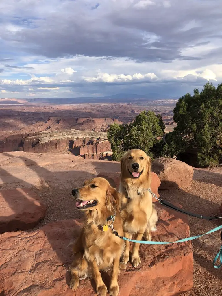 two golden retrievers standing on red rocks in Canyonlands National Park