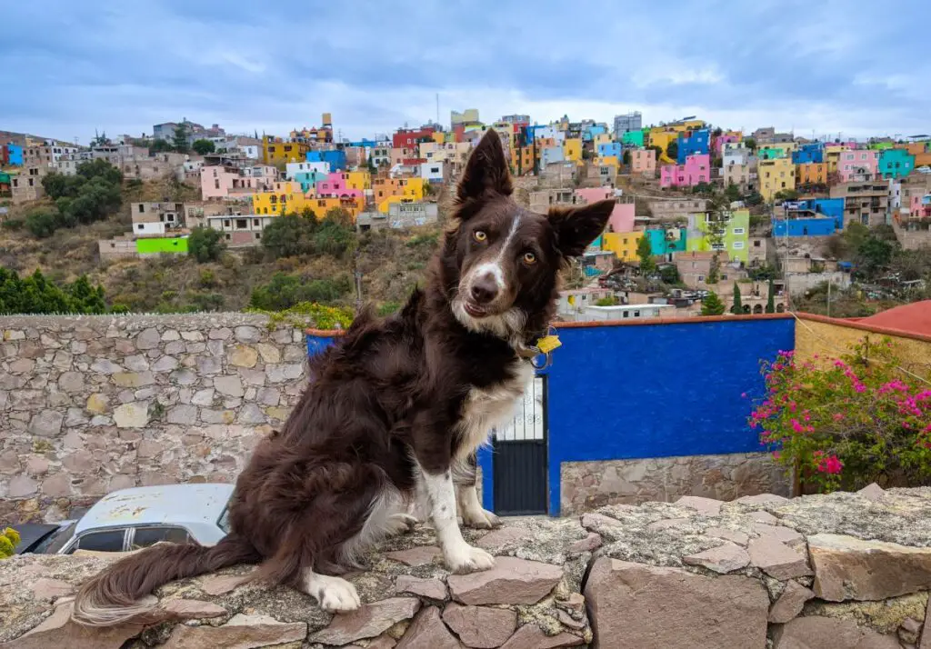 Border Collie sitting on stone wall with Mexican city in background