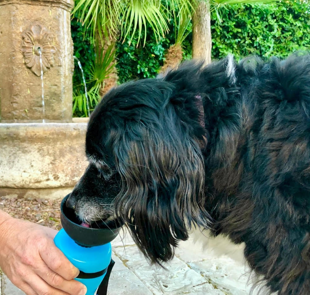 Black Dog drinking from a blue water bottle