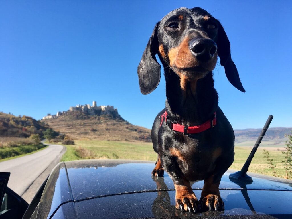 Black Schnitzel dog standing on car top with mountain in background