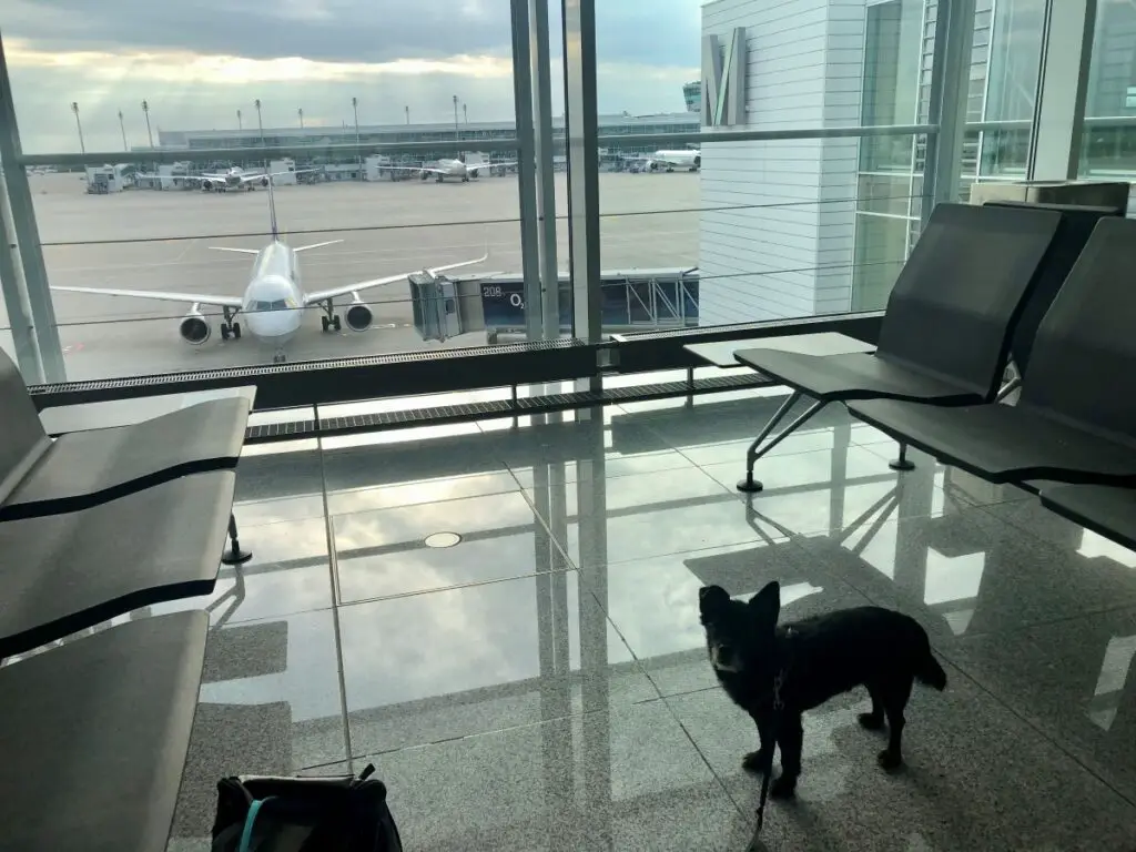 Black Dog standing in Airport