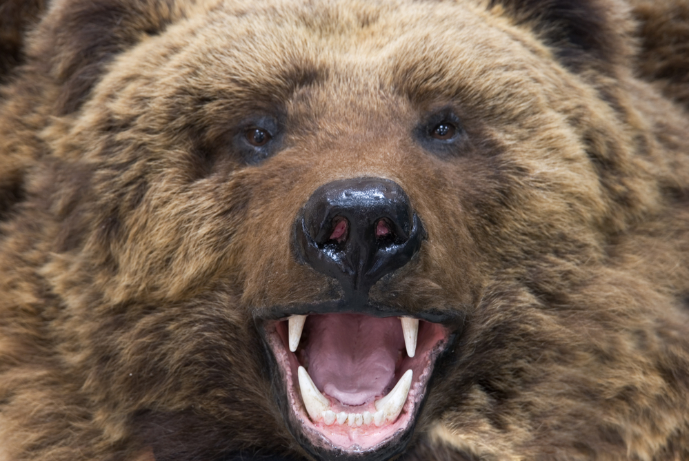 Close up of growling bear demonstrating danger of bears and dogs together on hiking trail