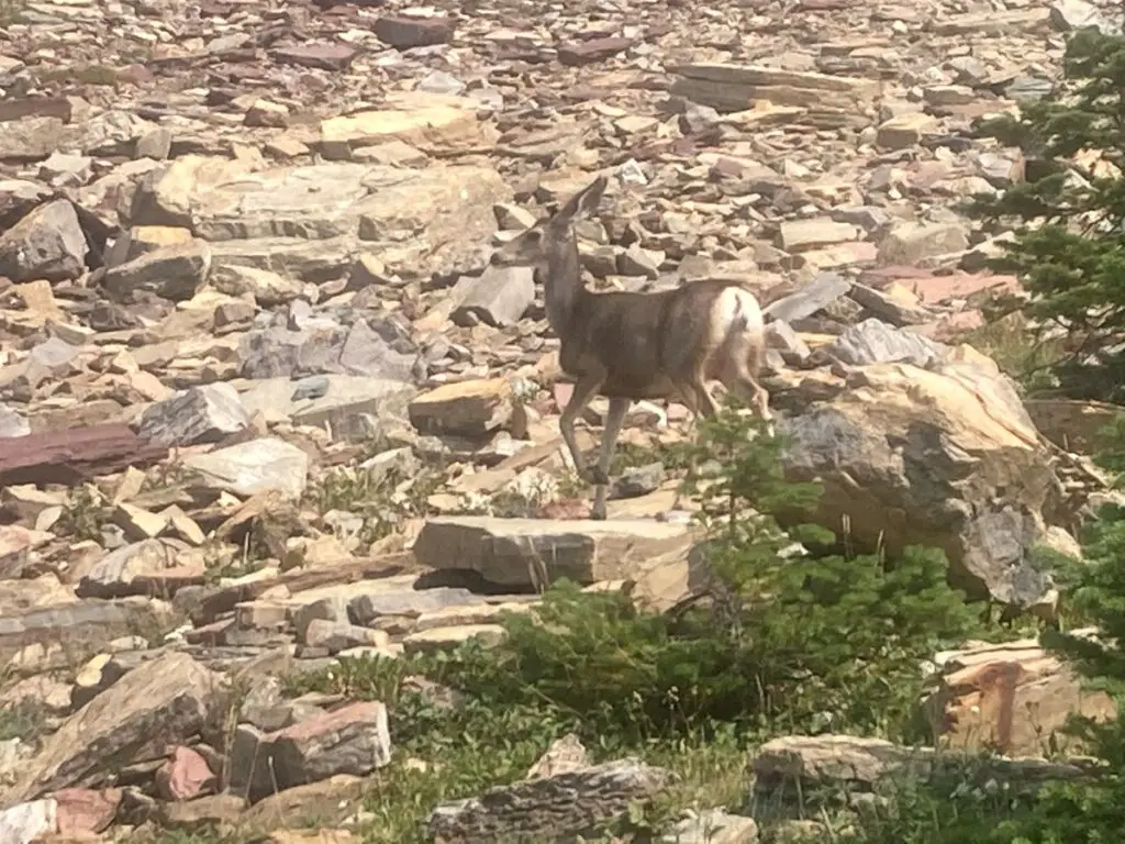 Deer standing on a pile of rocks