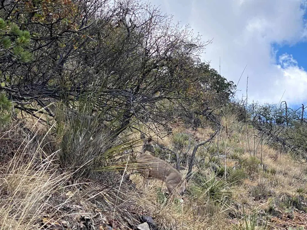 Deer partially hidden by brush in Boot Canyon on the South Rim Trail in Big Bend