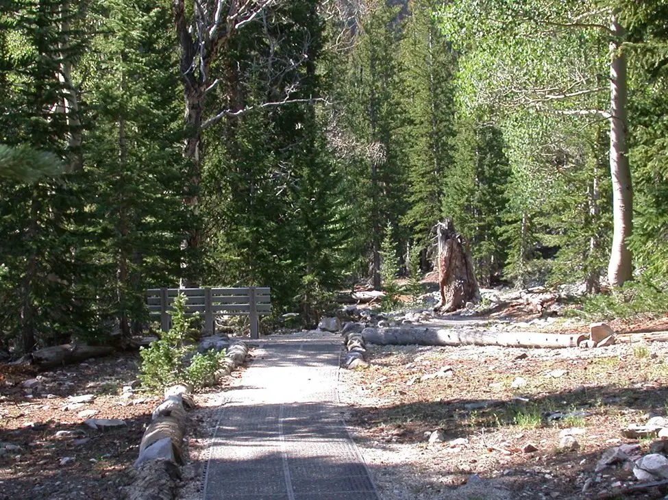 Accessible entrance to Sky Island Forest Trail showing padded trail.