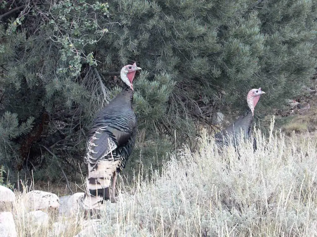 two wild turkey standing in tall grass with a backdrop of evergreen trees in Great BAsin National Park