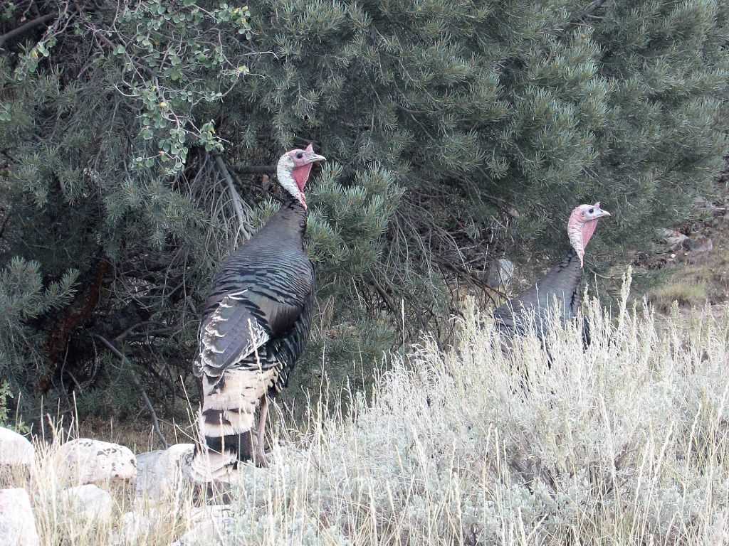 two wild turkey standing in tall grass with a backdrop of evergreen trees in Great BAsin National Park