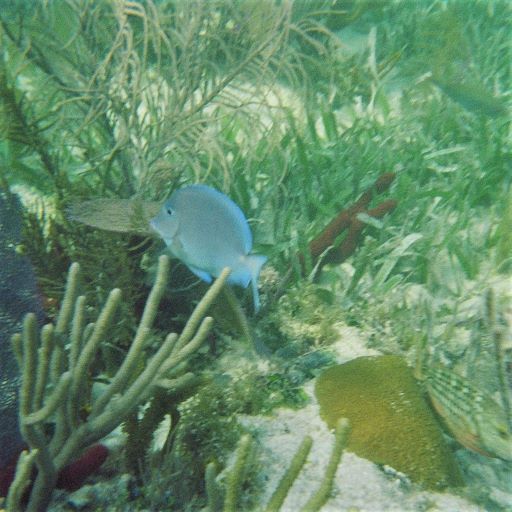 Coral seen snorkeling in Biscayne National Park