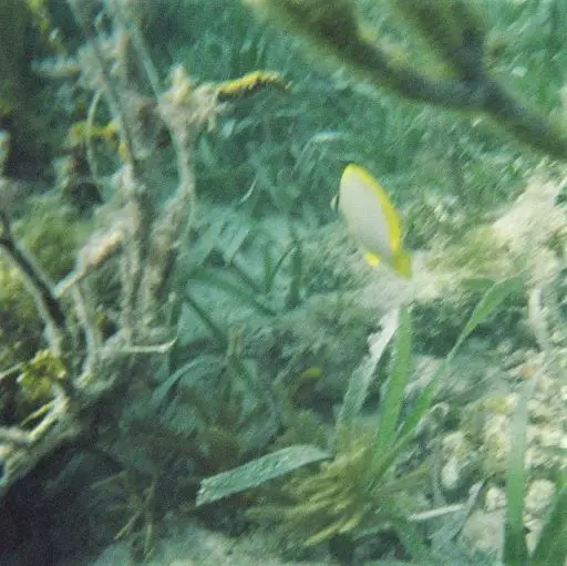 Yellow fish seen snorkeling in Biscayne National Park