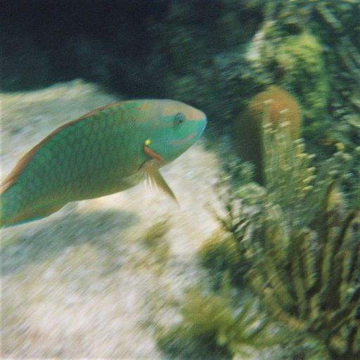 Green fish and coral seen snorkeling in Biscayne National Park