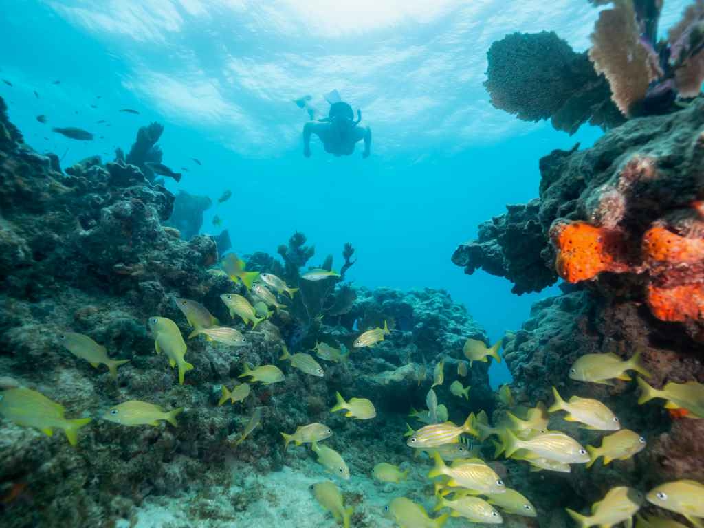 Swimmer Snorkeling in the keys of florida near biscayne national park