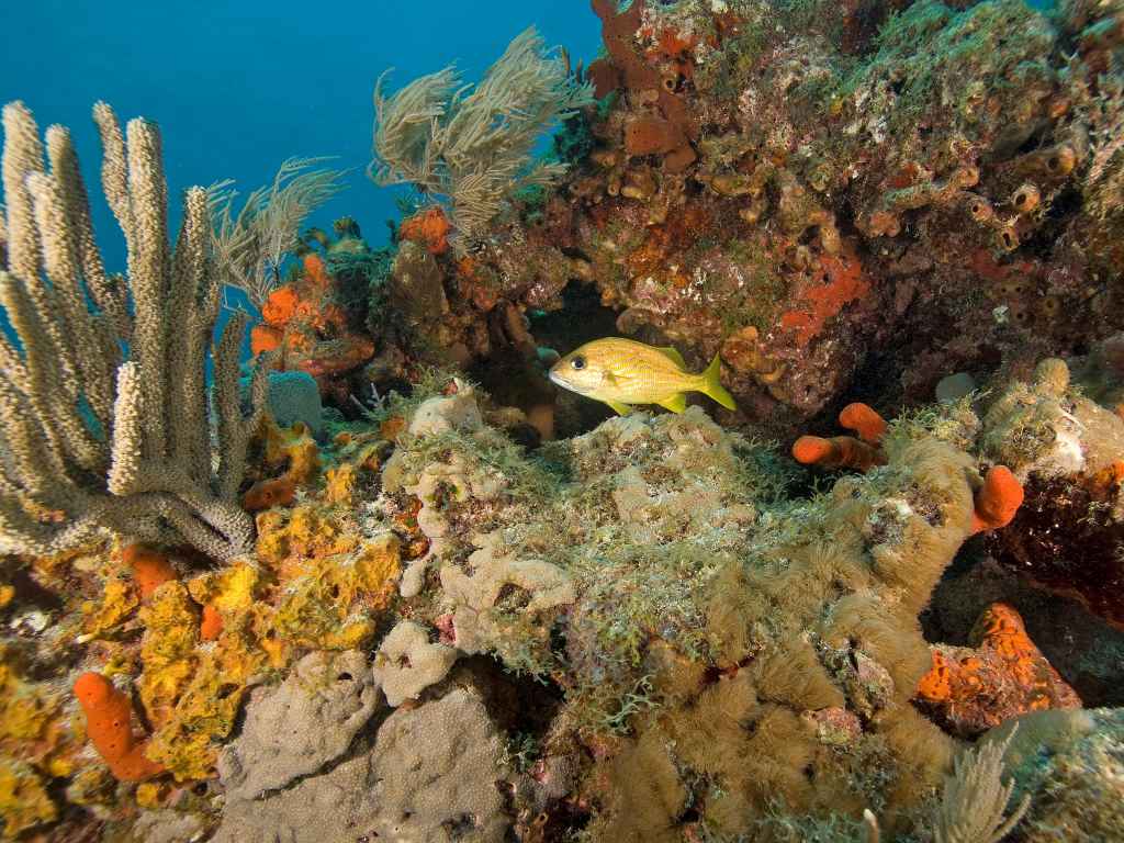 Coral Reef with fish swimming by in the Florida Keys