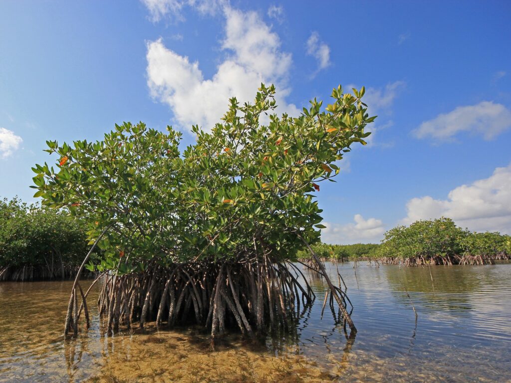 Red Mangoves and Turtle Grass beds on the flats of Biscayne National Park, Florida.