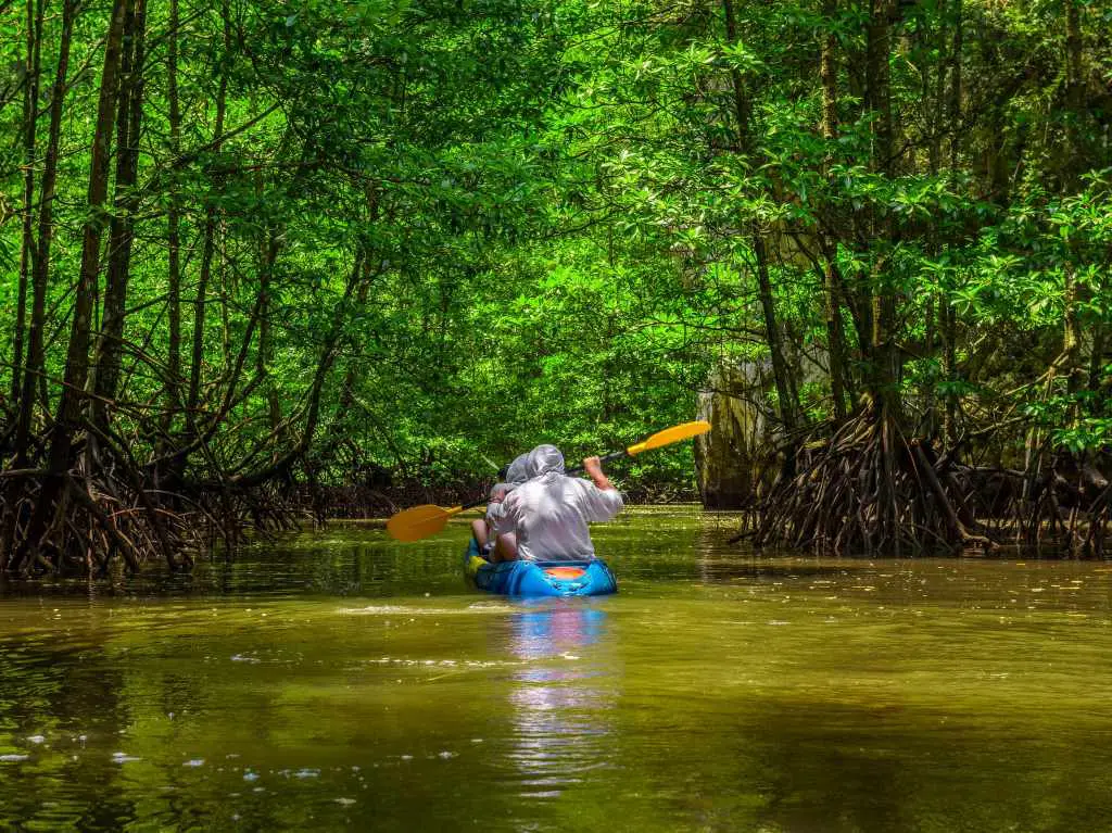 Two people kayaking through mangrove trees in Florida