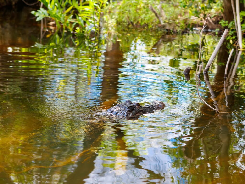 head of alligator floating just above water in everglades