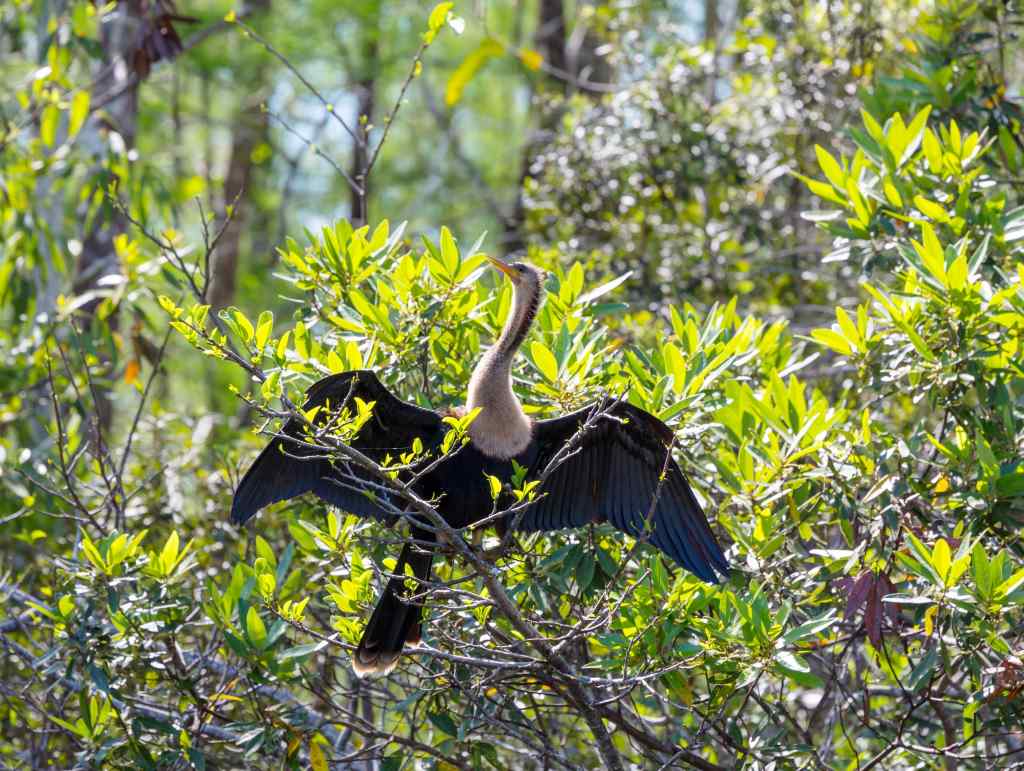 A bird called Anhinga in Bushes in the Everglades
