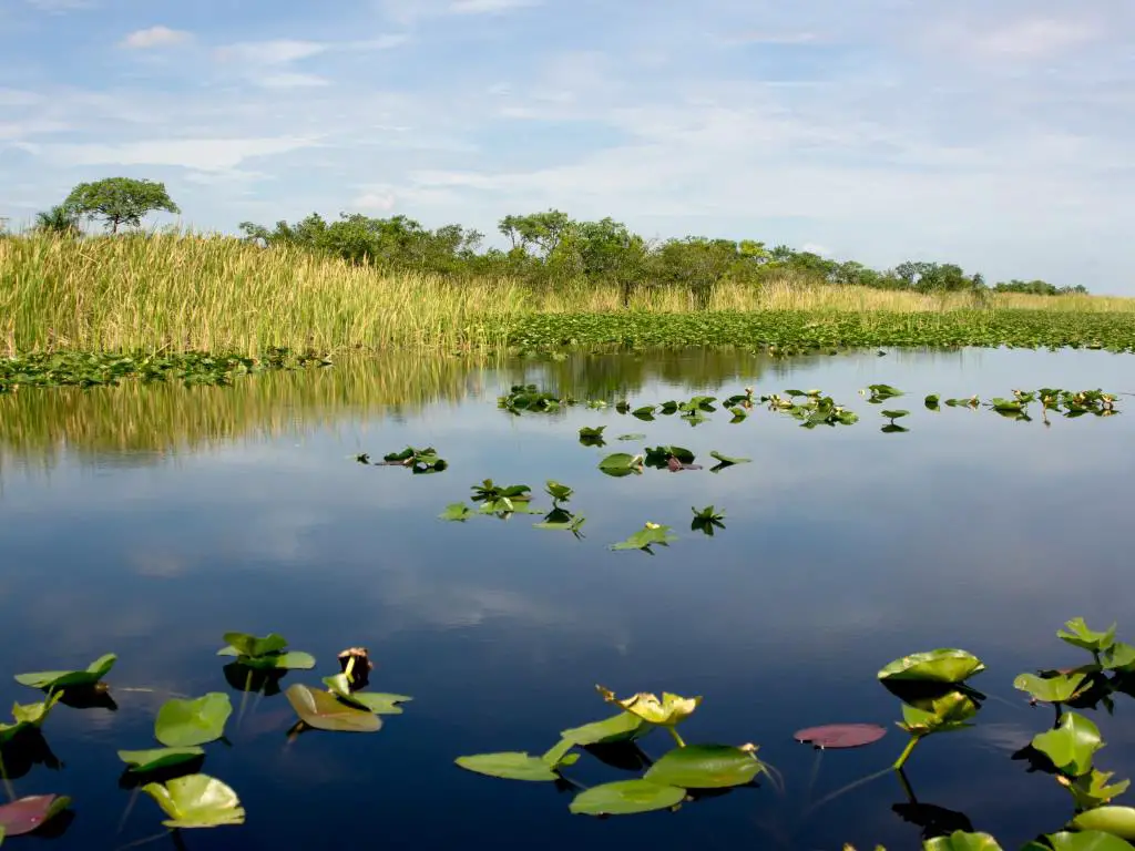 pond lined with sawgrass with floating lily pads in everglades national park