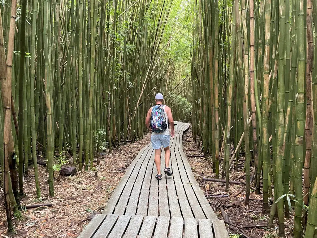 Tall Bamboo lining walkway into Haleakala National Park