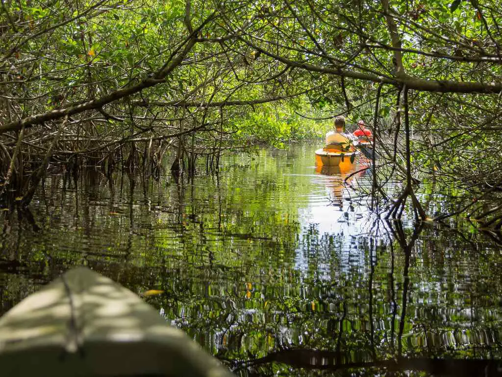2 kayaks gliding under mangrove trees in the Everglades