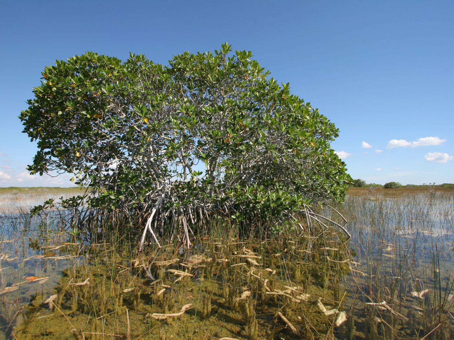 Everglades National Park Itinerary: Explore the Wild!