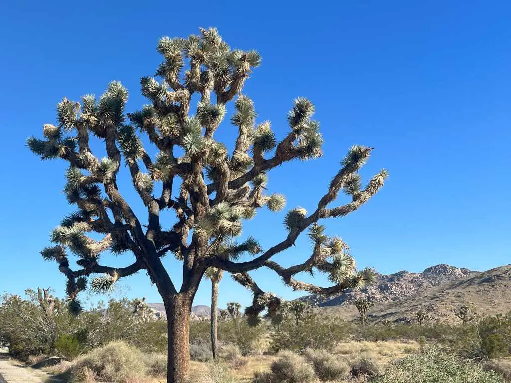 Single Joshua Tree in Desert of Castle Mountain National Monument