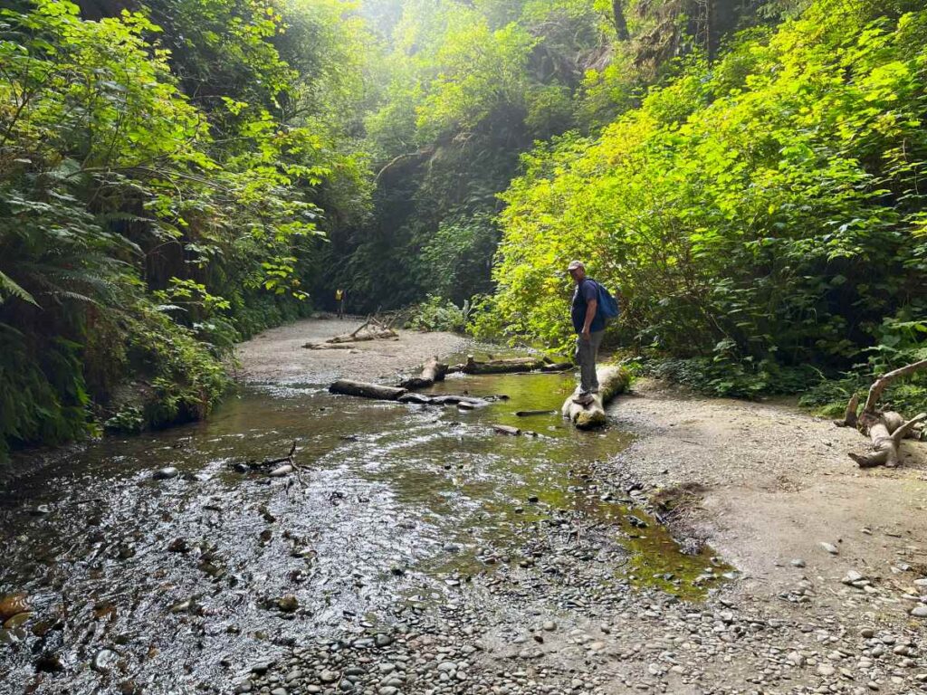 man walking through fern canyon in redwoods national park. stream running through canyon, mossy and fern covered canyon walls