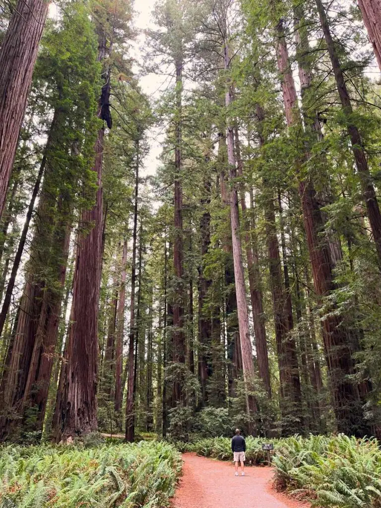 tall redwood trees